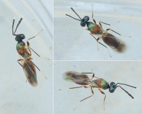 Hemiptarsenus ornatus